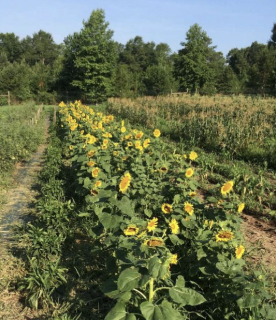 Sunflowers growing in a dense row