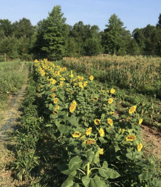 Growing Sunflowers in the Home Garden UGA Cooperative Extension