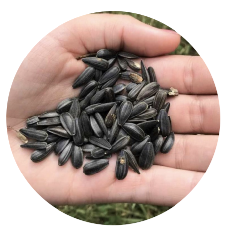 Hand full of sunflower seeds