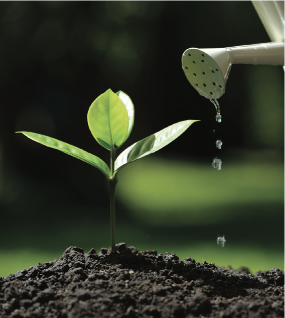 small sprout getting watered with a watering can