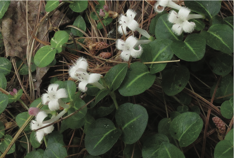 White flowers of the partridge berry