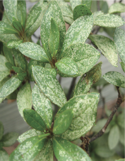 damage caused by azalea lace bug