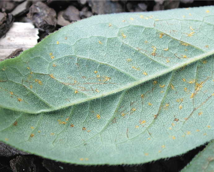 Leaf rust on native azalea leaf