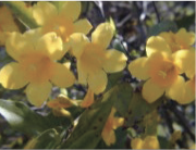 Carolina yellow jessamine