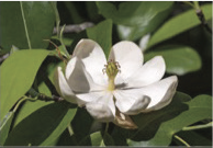 Swamp magnolia flower