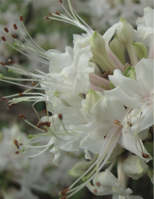 Piedmont azalea