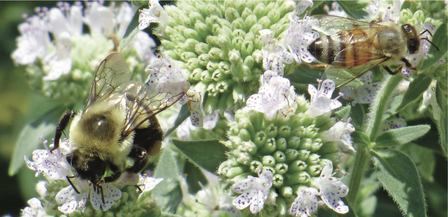 Bumble bee and honey bee on mountain mint