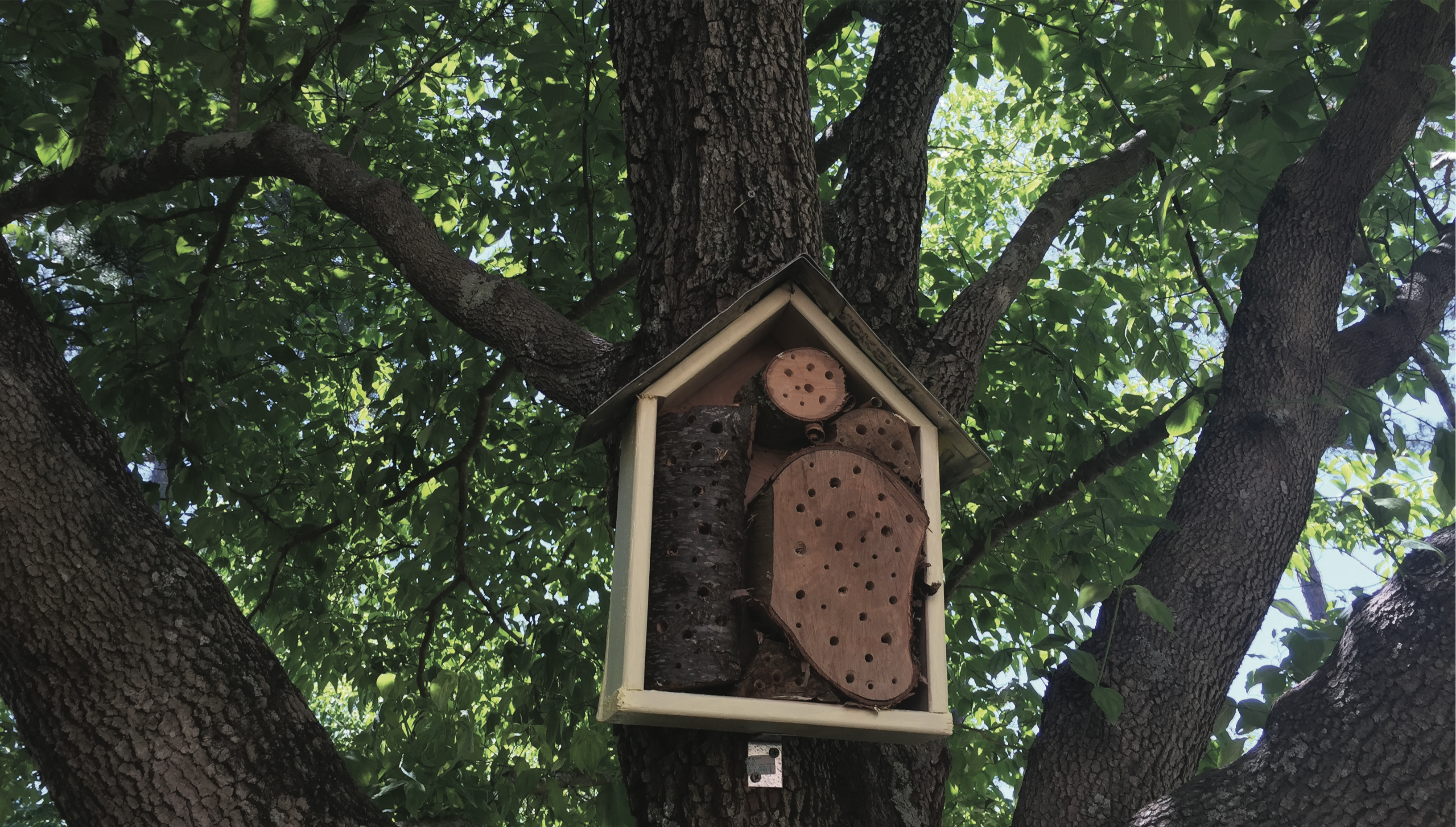 Nesting box installed on a tree