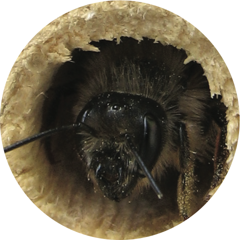 Mason bee in a hole in wood