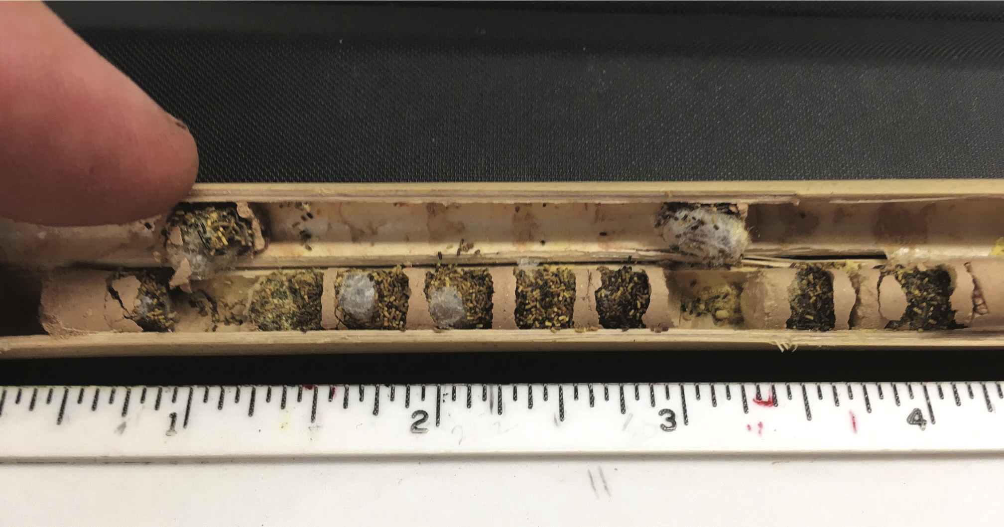 Mason bee nest cells