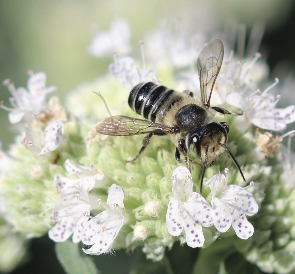 Leafcutter bee on mountain mint