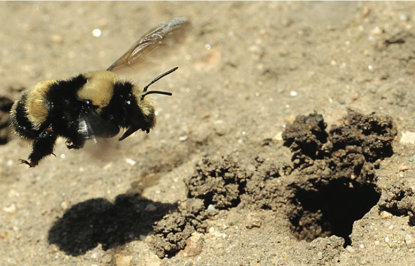 Female digger bee approaching her nest