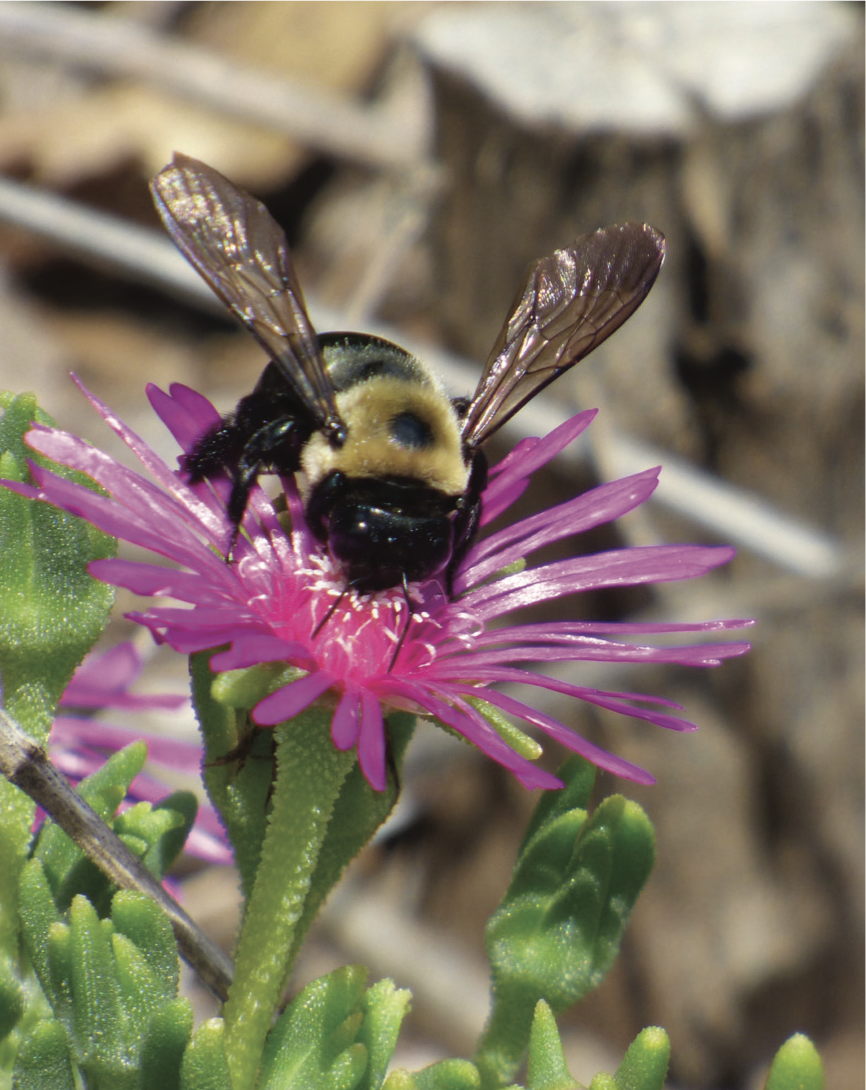 Carpenter bee on ice plant