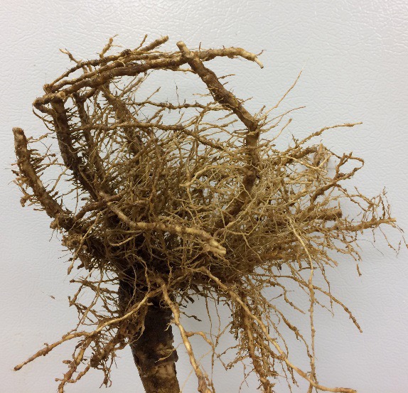 moderately damaged eggplant roots