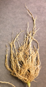 Normal root system for comparison against nematode-affected roots