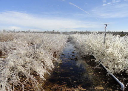 frost protection system on southern highbrush blueberries