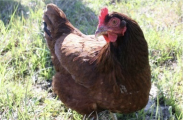 Chicken sitting in the grass