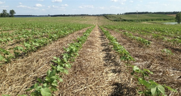 Cotton growing in a field