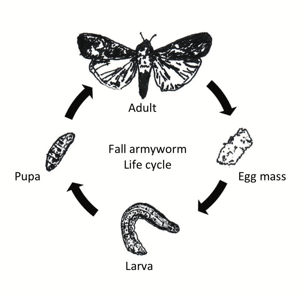 Fall armyworm life cycle from egg mass to larva, pupa, adult, and back to egg mass.