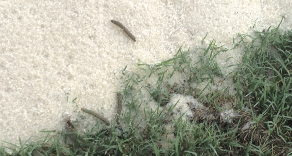 Fall armyworm in turf