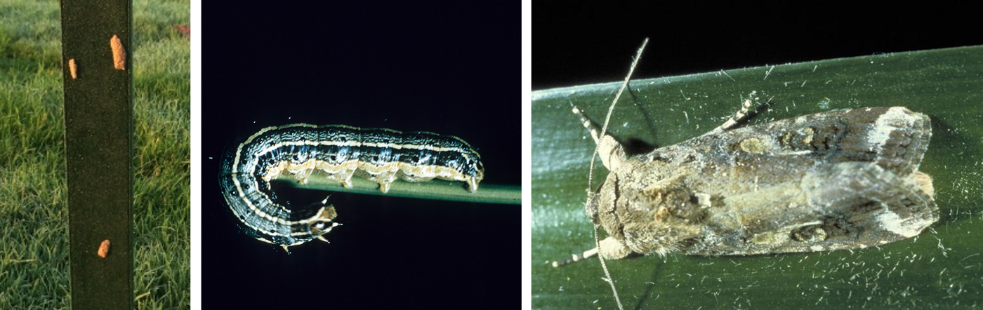 Fall armyworm moths landing on a post, a large fall armyworm, and an armyworm adult moth.