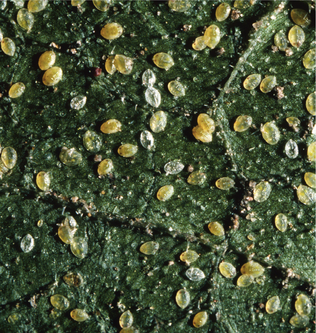 Silverleaf whitefly nymphs