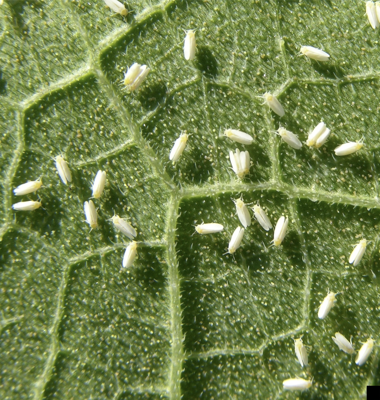 Silverleaf whitefly in adult stage