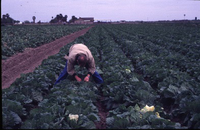 Person scouting crop field