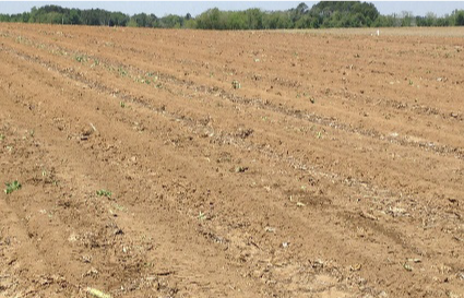 Destroyed crops