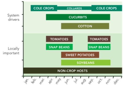 Graph showing seasonal crop system hosts. Non-crop hosts persist all year. System driver crops are cole crops/collards, cucurbits, and cotton. Locally important crops are tomatoes, snap beans, sweet potatoes, and soybeans.