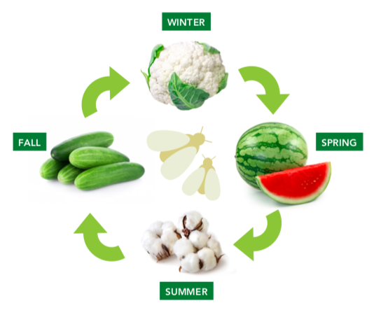 Photo illustration shows examples of crop hosts that SLWF move to throughout the year, from cauliflower in the winter at the top of the illustration, clockwise to watermelon in spring, cotton in summer, and cucumber in fall, before cycling back to cauliflower. 