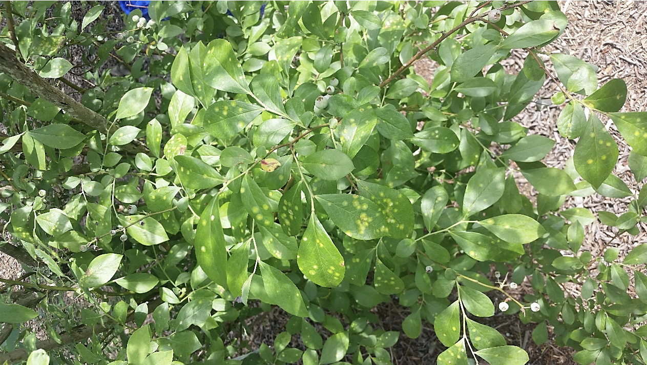 Spots on blueberry plant leaves