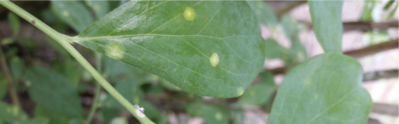 Close-up of spots on a leaf