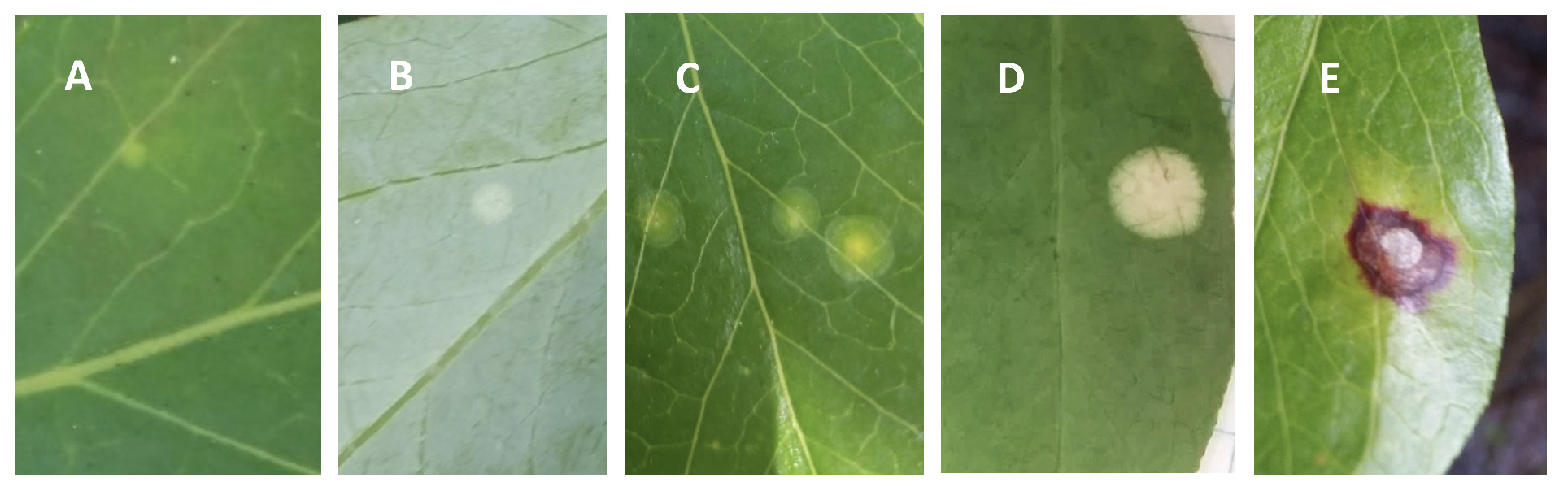 Five images of leaves with spot development. In the first two the spots are small. In the third, the spots are more yellow in the center and less yellowed in a ring around them. In the fourth, the spot is large and evenly colored, and in the last there is an irregularly shaped brown spot around the main spot.