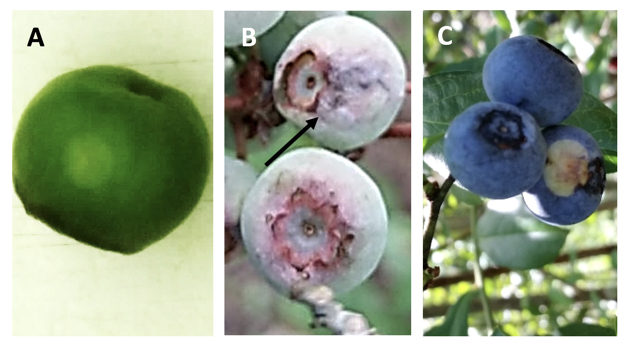 Faint spot on a green berry, sporulation on unripened berries,consicuous fruit spot on ripened berries