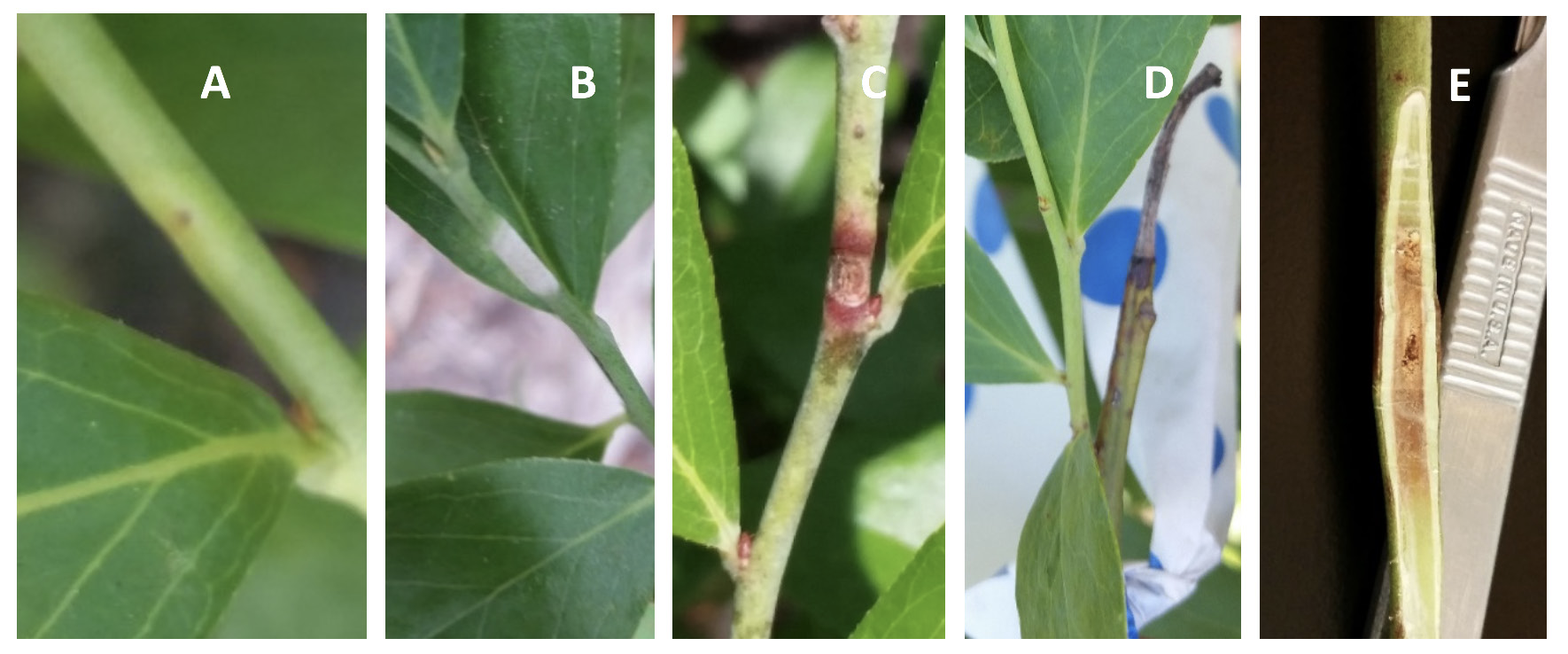 Five pictures of shoots with spots showing the progression of shoot spot