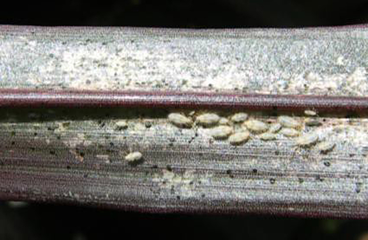 white lace bug adults and nymphs are clustered together