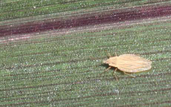 a yellowish-white adult lace bug is visible on a blade of grass
