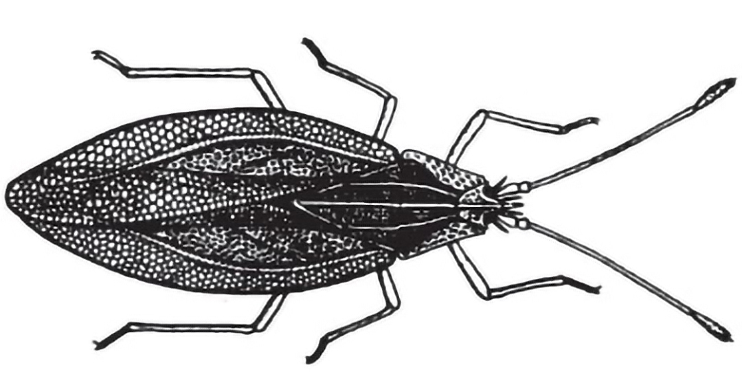 a grass lace bug illustration shows the lacelike appearance of the wings, with legs and antennae
