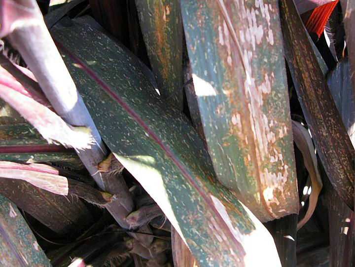 Grass damaged by lace bugs has brown streaks