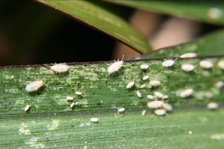 white, spiky-looking nymphs are on a green leaf and there is visible frass, which looks like black spots