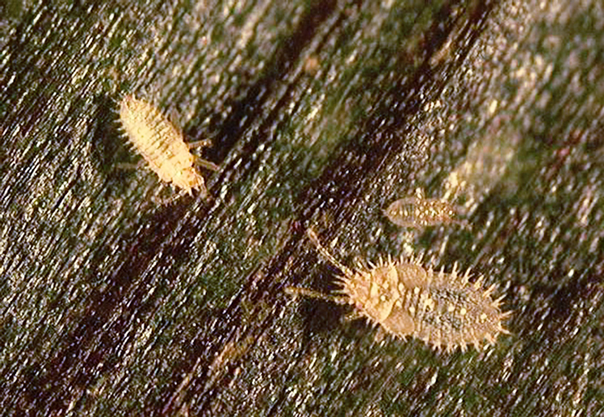 a close-up image of transparent, whitish nymphs show their spiky appearance