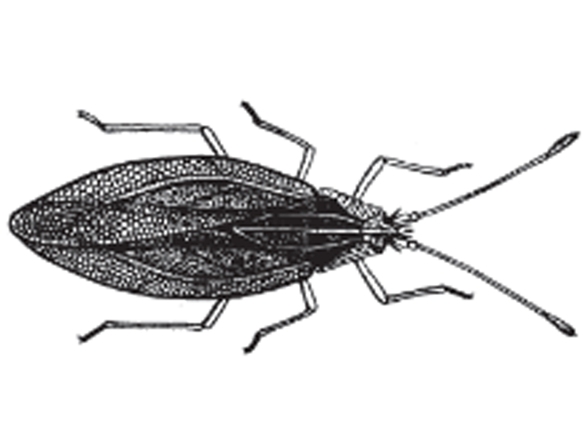 Grass lace bug illustration