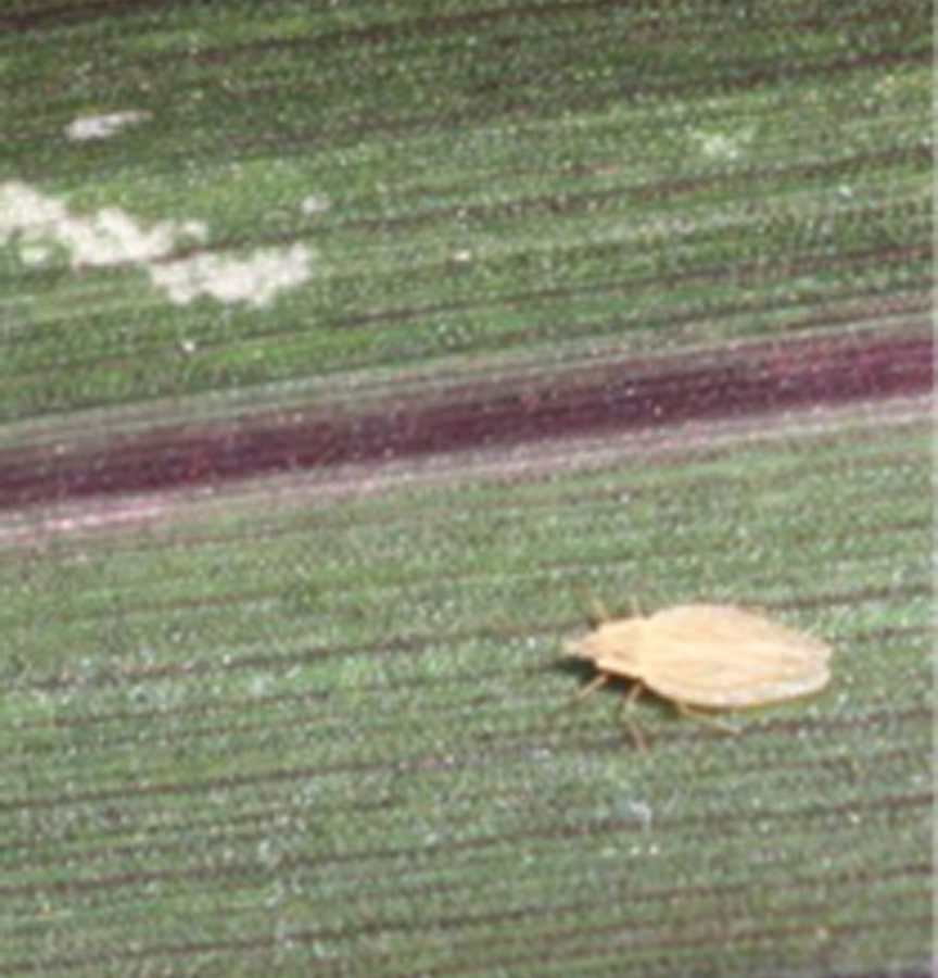lace bug on grass