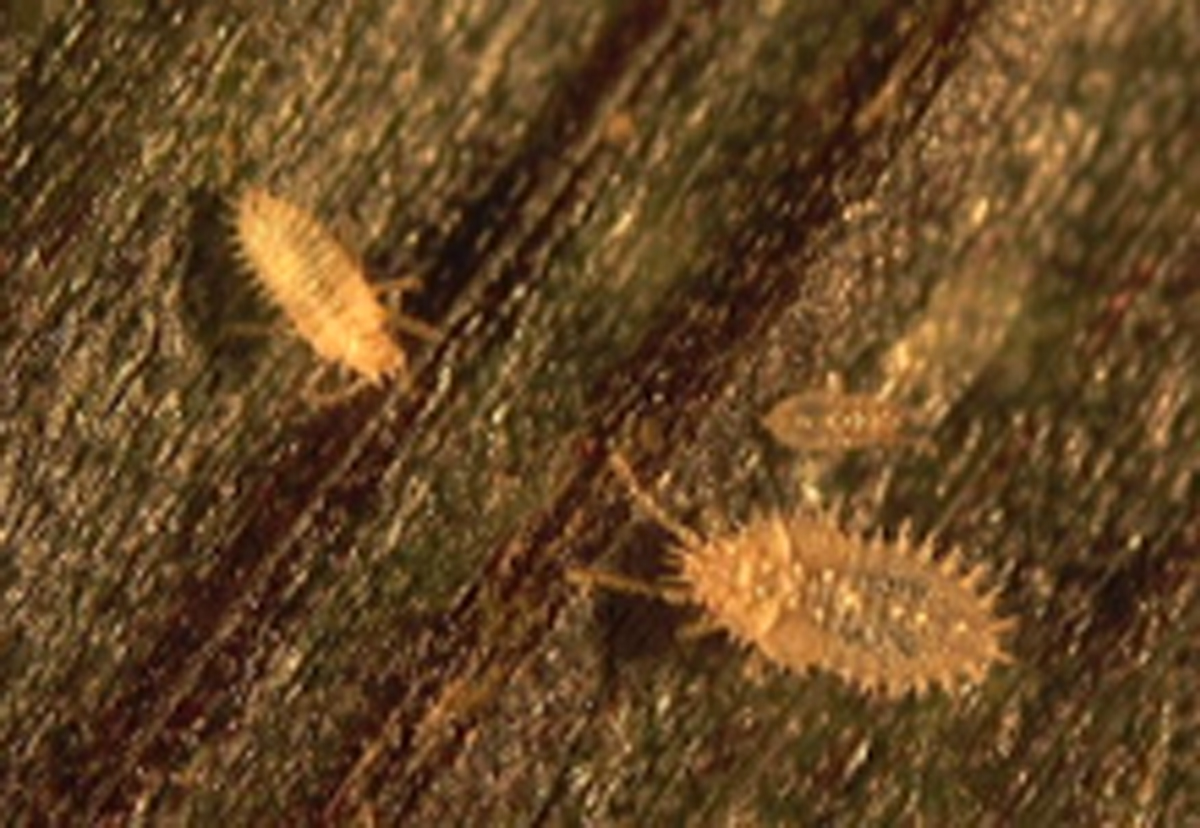 L. plana nymphs