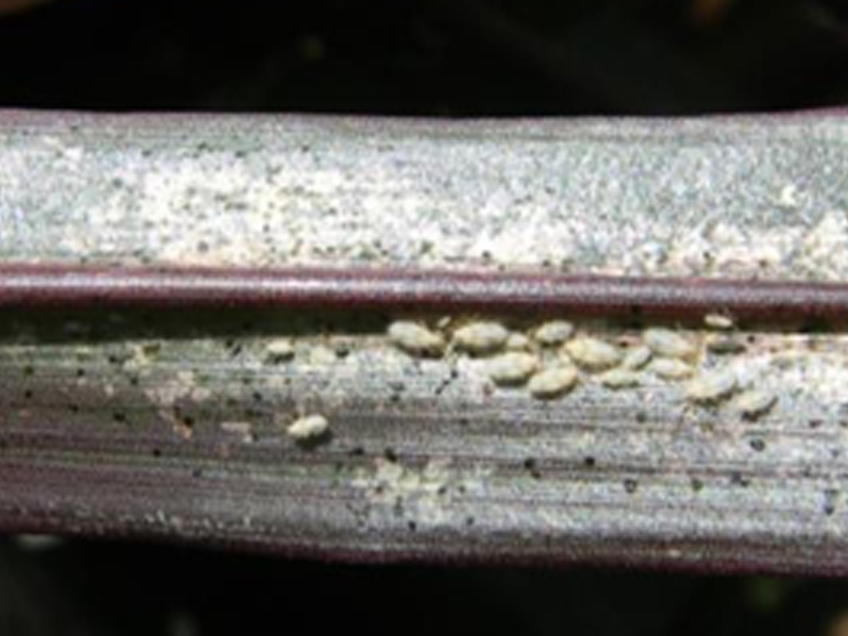 Lace bug adults and nymphs on the underside of a leaf