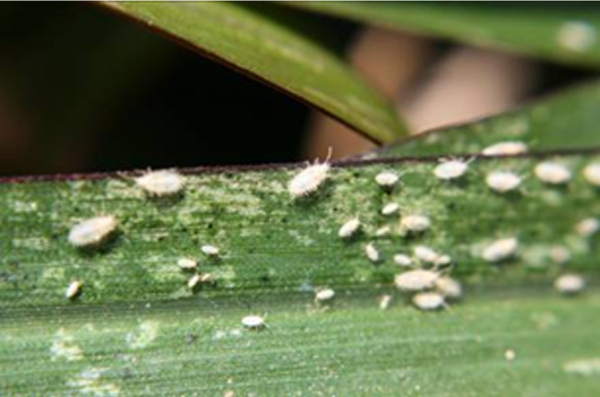 L. plana nymphs and frass spots