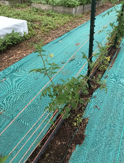 Weed fabric to the sides of plants