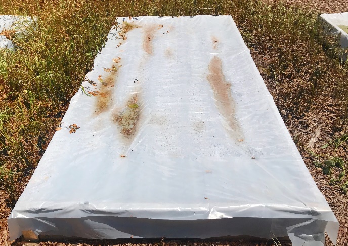 Clear plastic sheeting over plant bed