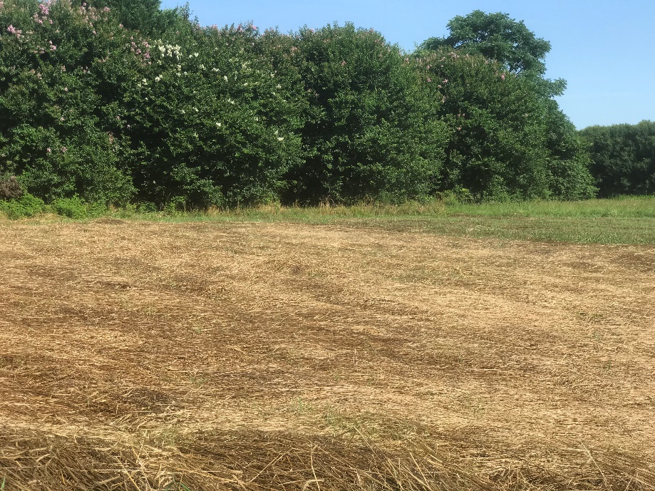 Field with the roller crimping technique applied to it